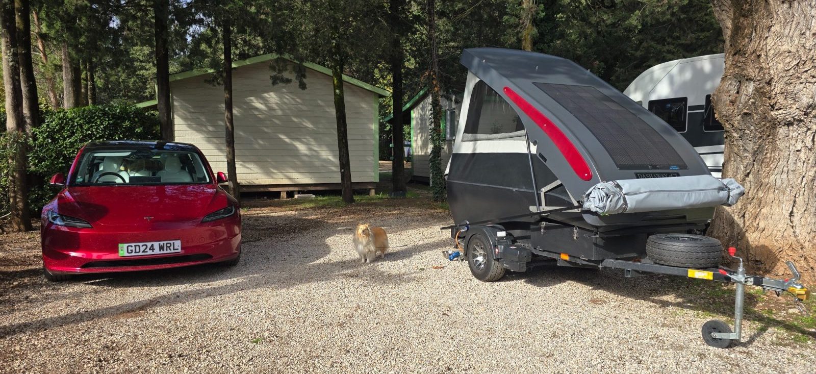 Dog at campsite